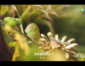 星橙传媒静物视频